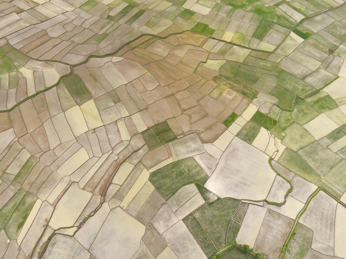 Cikancung rice terraces. Abstract and geometric aerial drone view of Agriculture fields. View from above, tropical green background. Above. Agriculture Industry. Shot from drone flying 100 meters photo