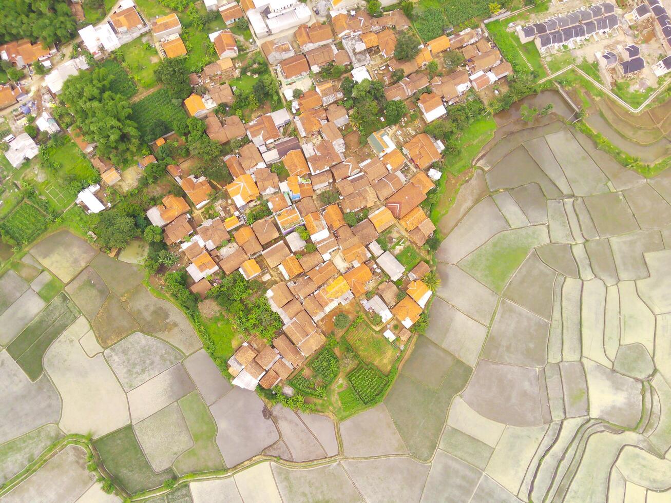 Aerial shot of the village surrounded by large rice fields. Aerial view of settlements in the rice fields in Rancaekek, Bandung - Indonesia. Above. Agriculture Industry. Shot from drone flying photo