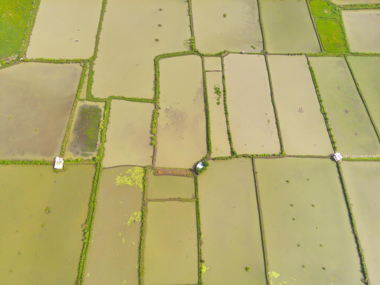 Paddy fields in the valley. Aerial drone view of vast Agriculture fields on the edge of the city. View from above, tropical green background. Above. Agriculture Industry. Shot from drone photo