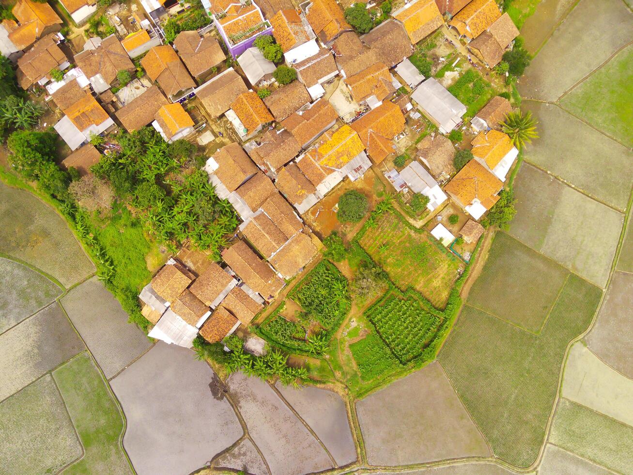 Aerial shot of the village surrounded by large rice fields. Aerial view of settlements in the rice fields in Rancaekek, Bandung - Indonesia. Above. Agriculture Industry. Shot from drone flying photo