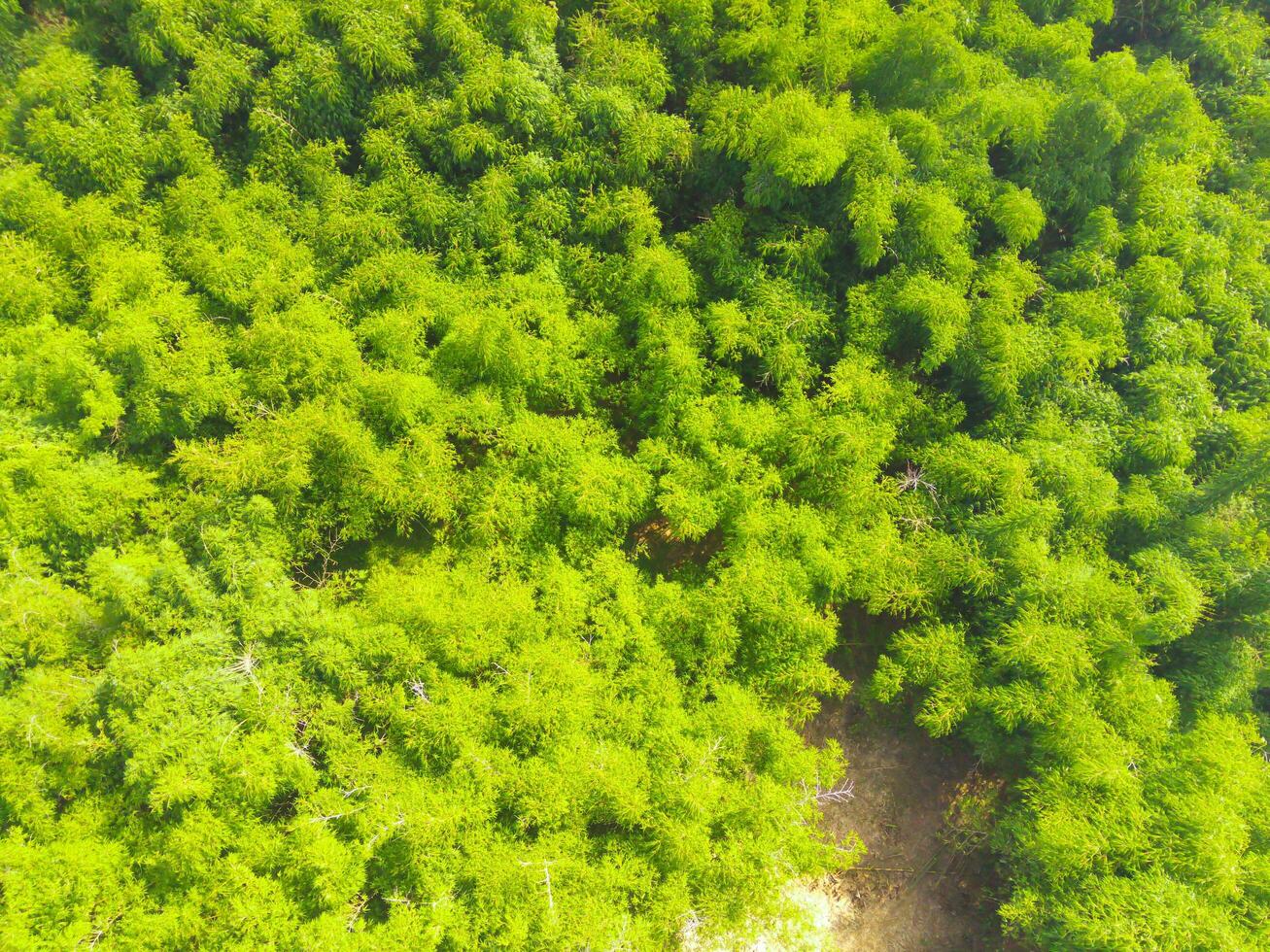 aéreo Disparo de lozano arboles en el campo. paisaje de muchos arboles creciente alrededor el pueblo me gusta un tropical bosque. madera industria. arriba. tropical bosque. Disparo desde un zumbido volador 100 metros foto