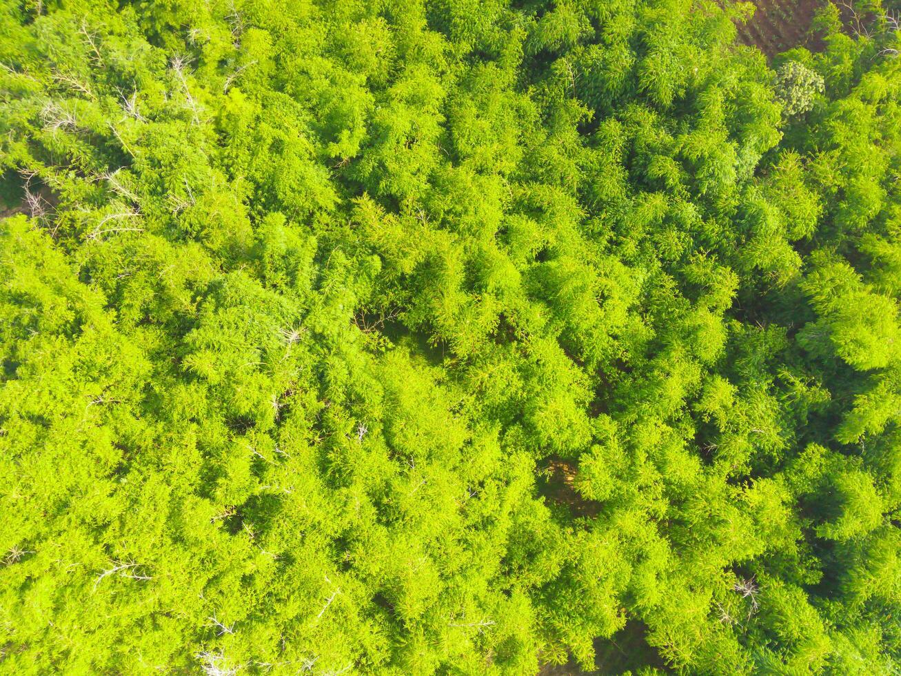 Aerial shot of lush trees in the countryside. Landscape of many trees growing around the village like a tropical forest. Wood industry. Above. Tropical forest. Shot from a drone flying 100 meters photo