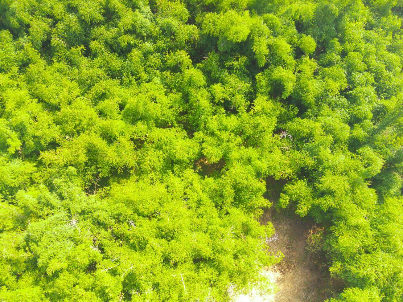 Aerial shot of lush trees in the countryside. Landscape of many trees growing around the village like a tropical forest. Wood industry. Above. Tropical forest. Shot from a drone flying 100 meters photo