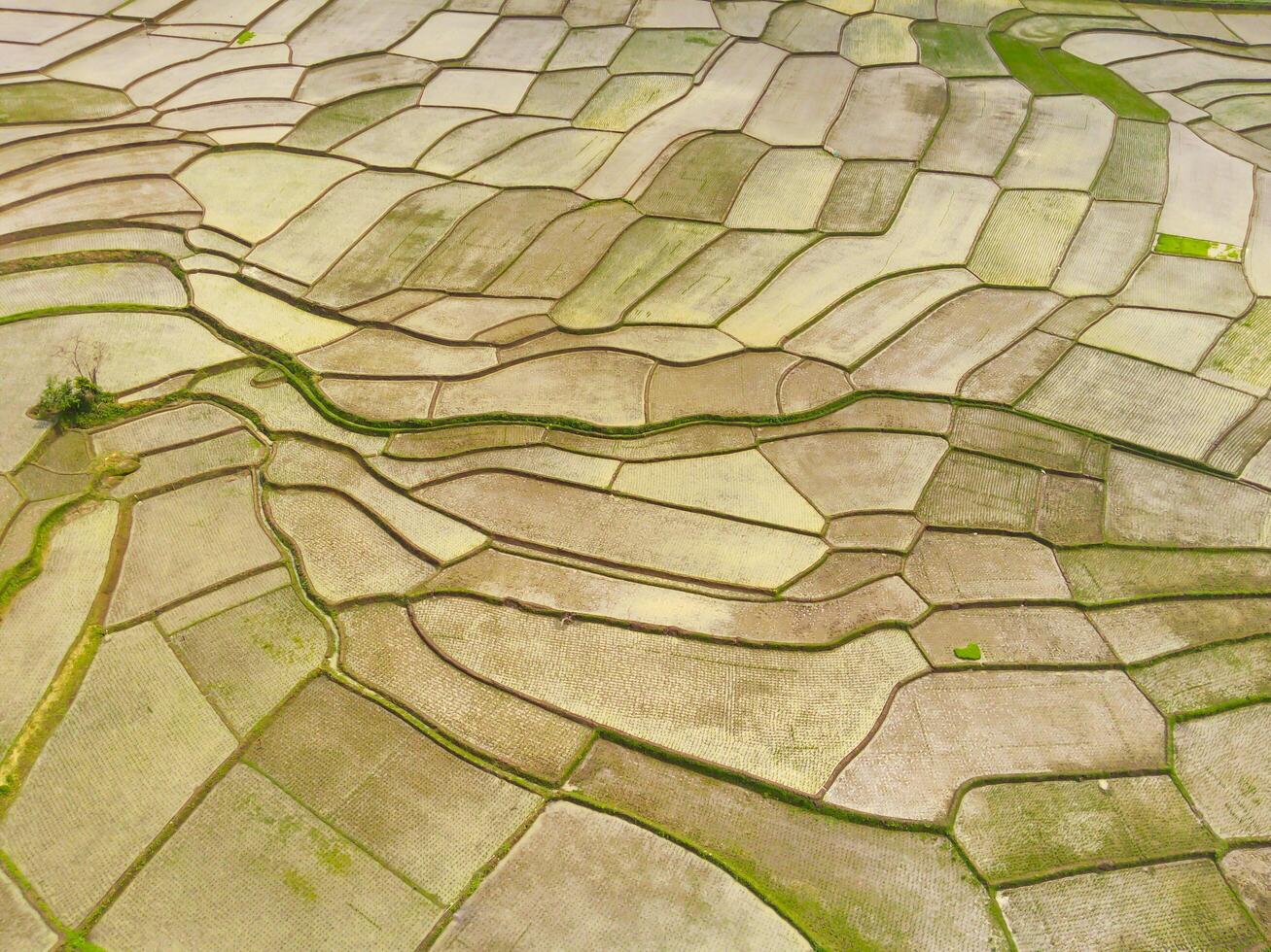 Paddy fields in the valley. Aerial drone view of vast Agriculture fields on the edge of the city. View from above, tropical green background. Above. Agriculture Industry. Shot from drone photo