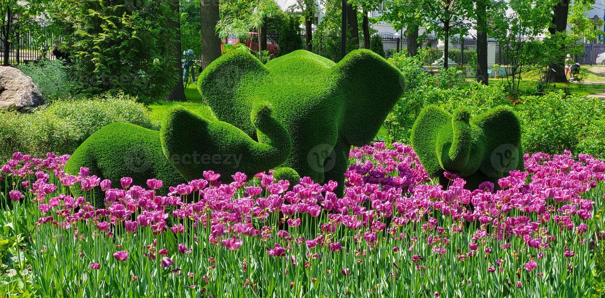 Flowerbed pink tulips with green elephants in the Karyakinsky garden Rybinsk Russia. photo