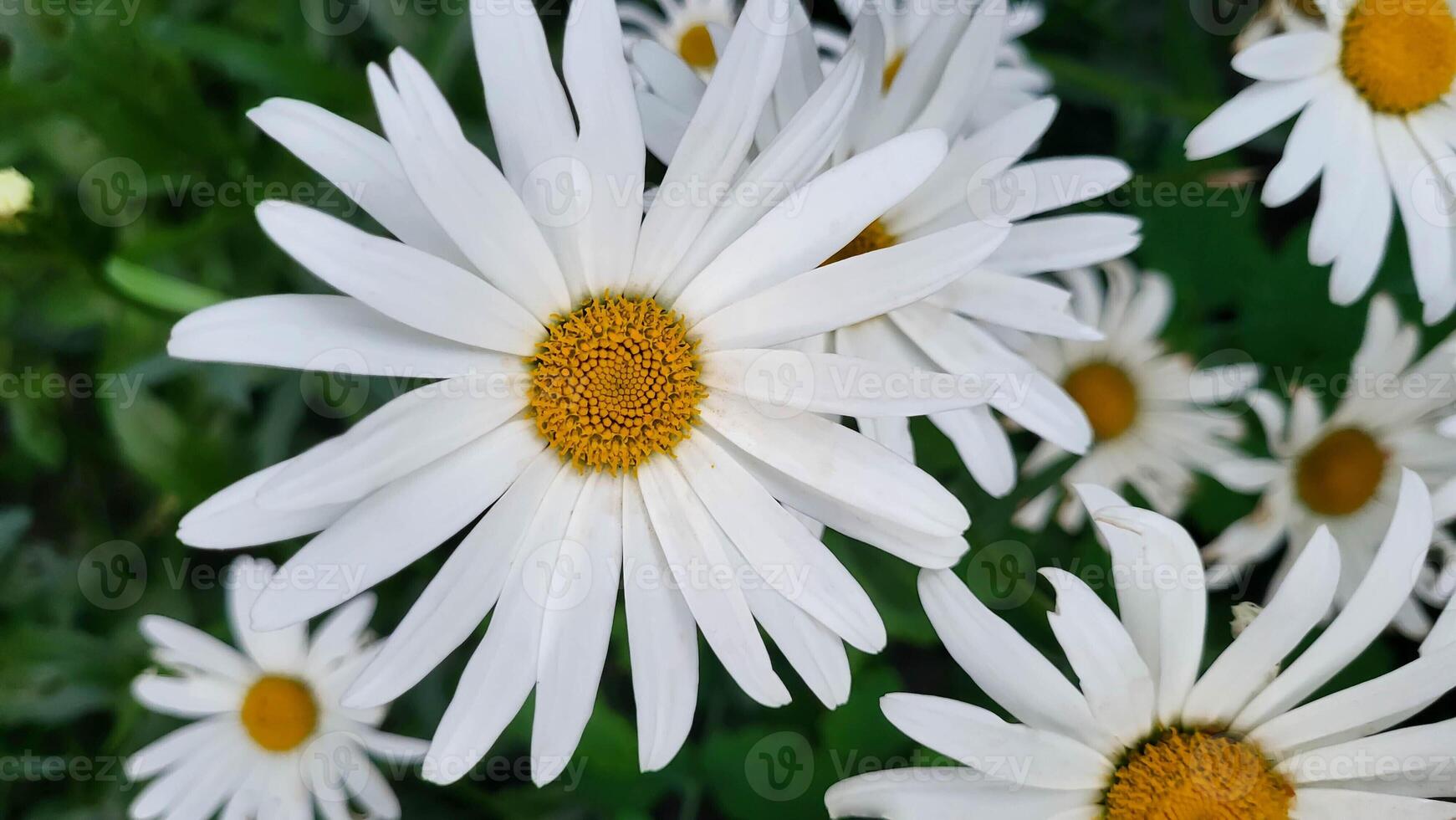 Chamomile in nature. A field of daisies on a sunny day in nature. Daisy-daisy flowers on a summer day photo