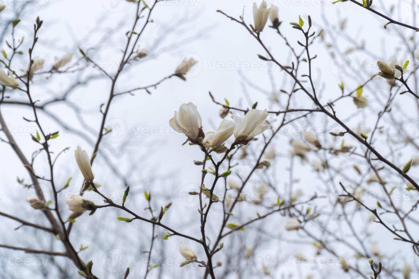 A serene image of white magnolia flowers blossoming on tree branches, with a soft focus background and delicate green leaves emerging in spring photo