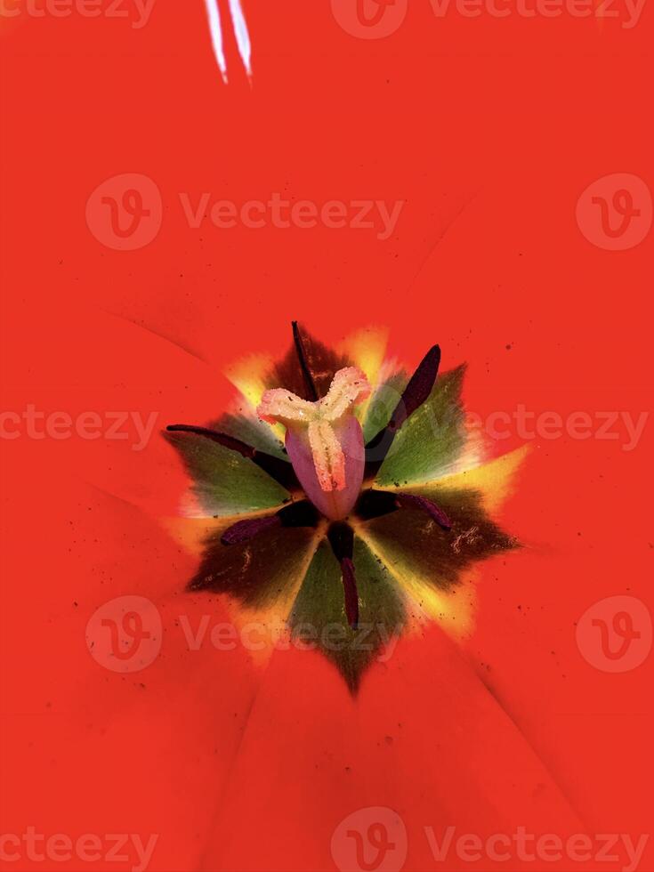 Stunning macro close-up of a vibrant pink tulip, showcasing intricate details and vivid colors of the petals and pollen. Perfect for spring themed projects photo