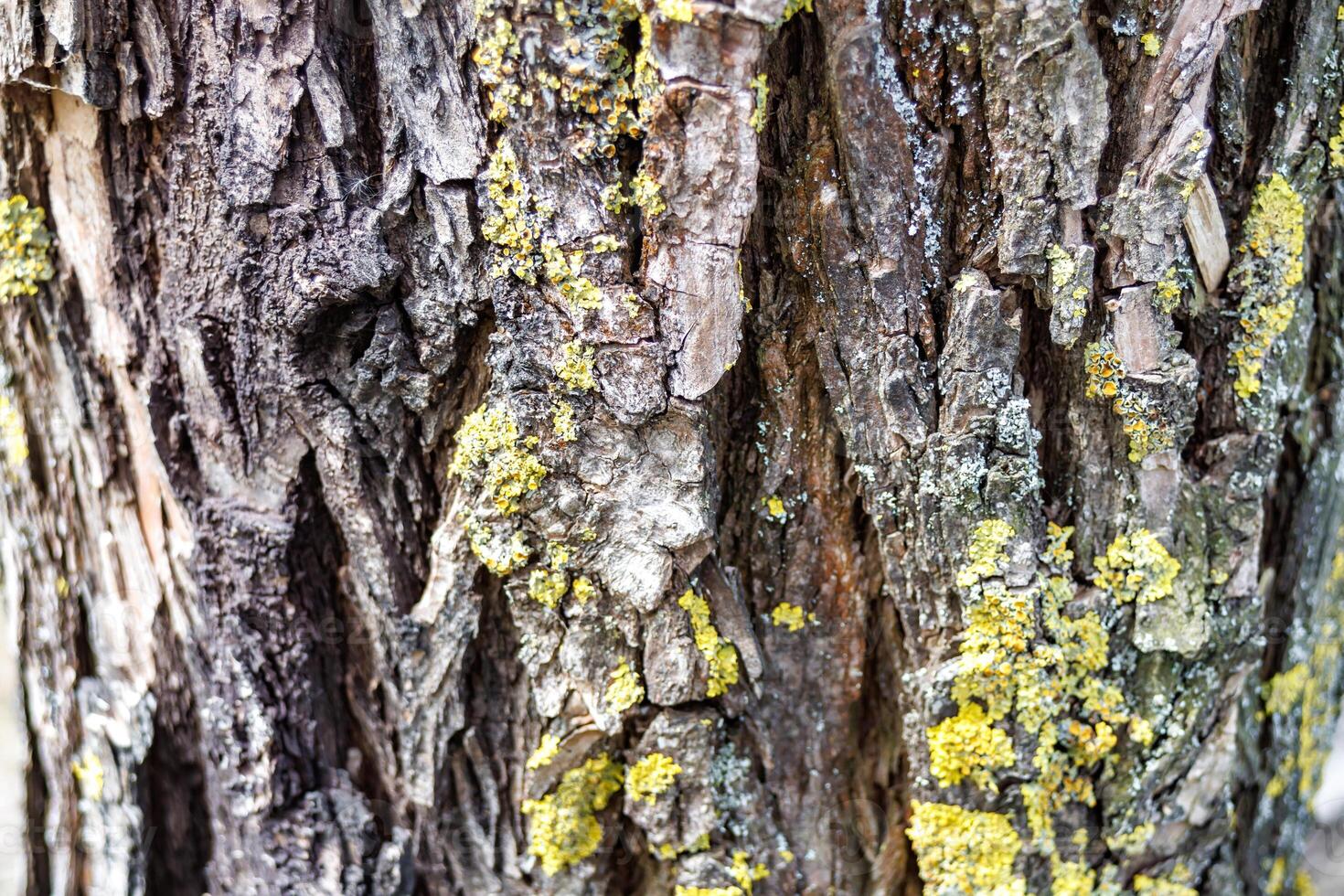 texture of the bark of an old birch tree with moss photo