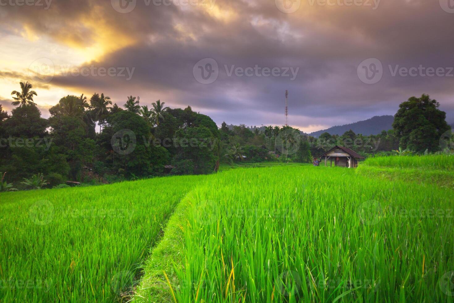 hermosa Mañana ver desde Indonesia de montañas y tropical bosque foto