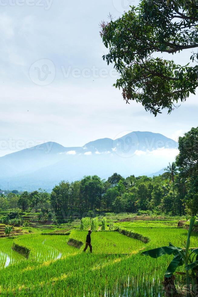 beautiful morning view from Indonesia of mountains and tropical forest photo