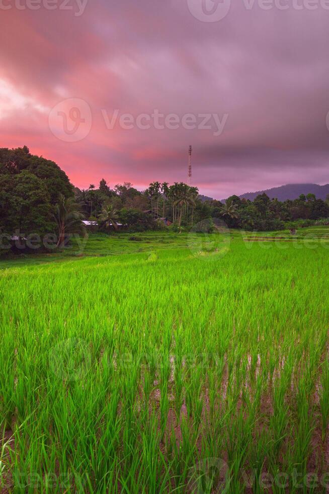 hermosa Mañana ver desde Indonesia de montañas y tropical bosque foto