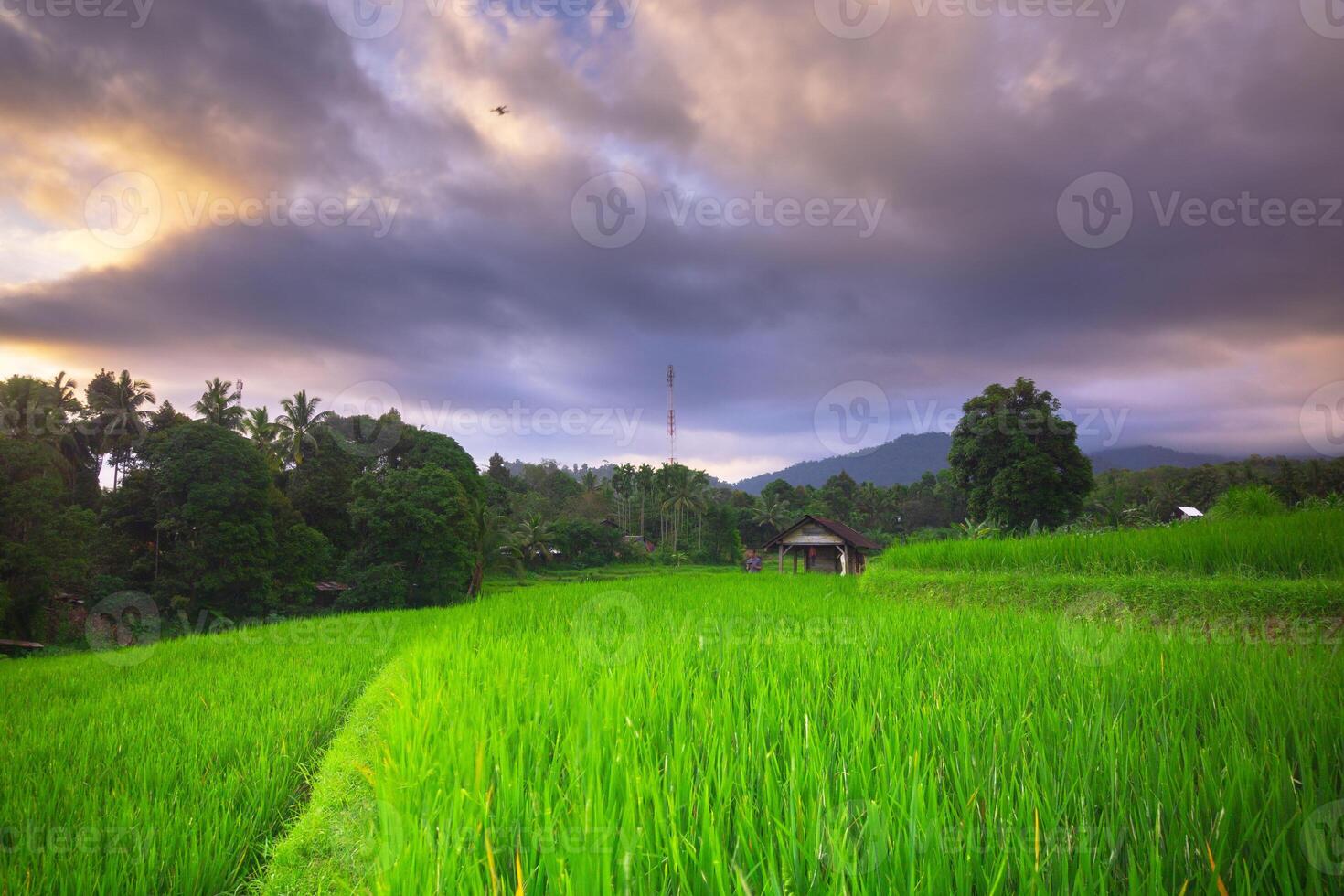 hermosa Mañana ver desde Indonesia de montañas y tropical bosque foto