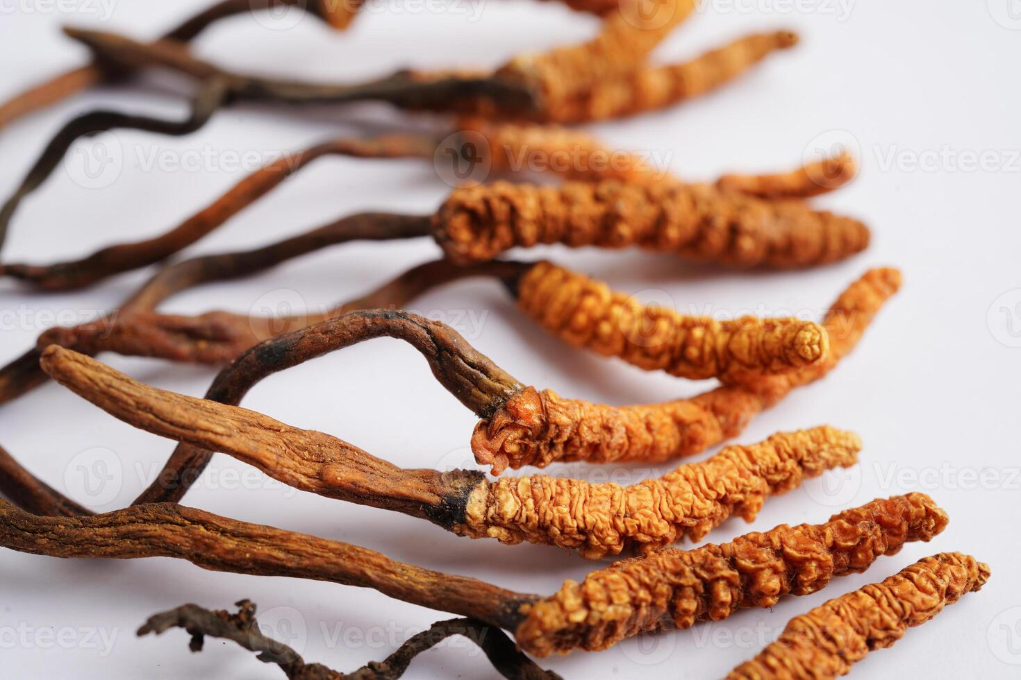 Cordyceps sinensis or Ophiocordyceps sinensis isolated on white background, mushroom herb treatment medicine. photo