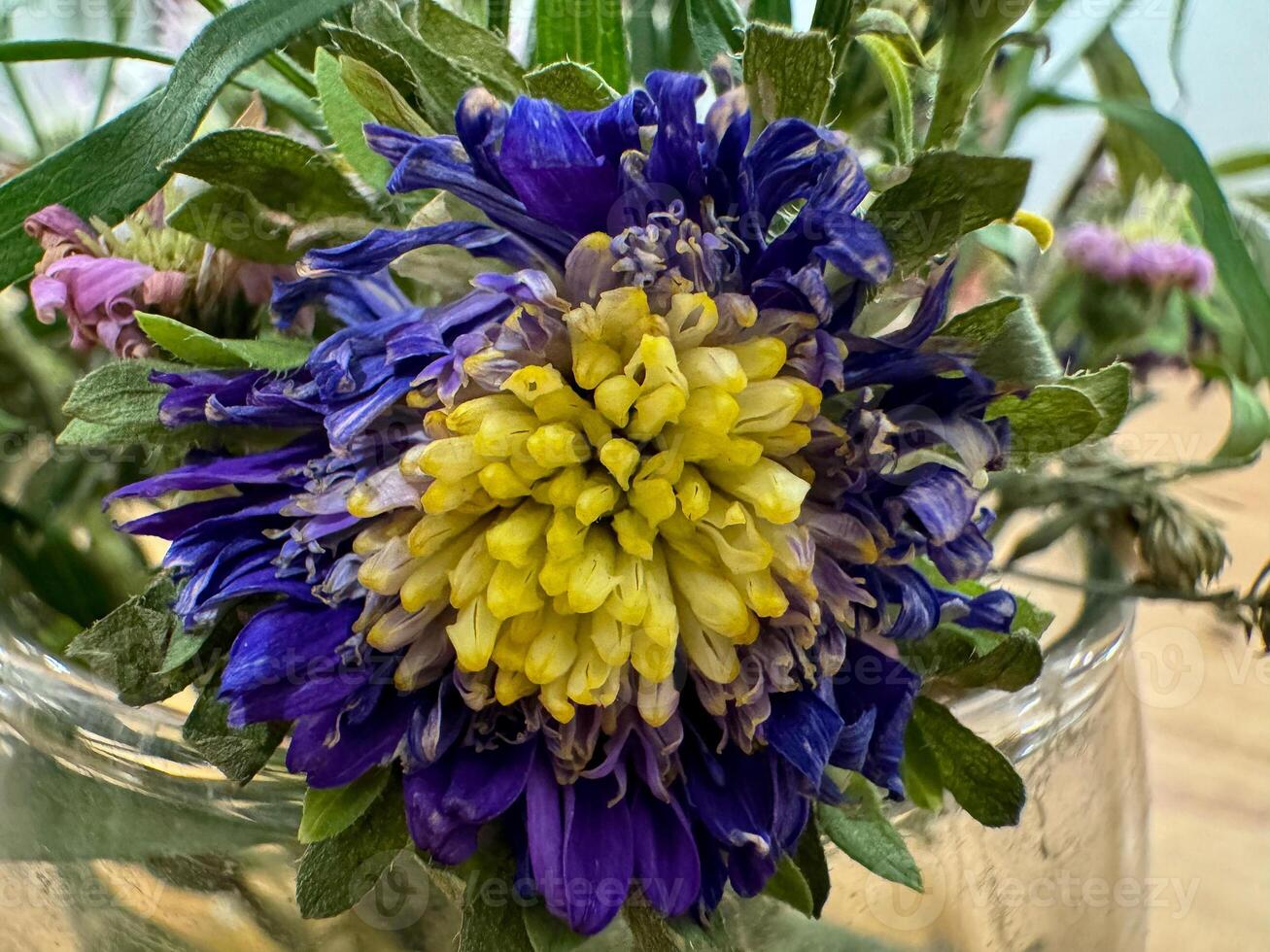 el azul loto planta tiene azul y amarillo en el medio foto