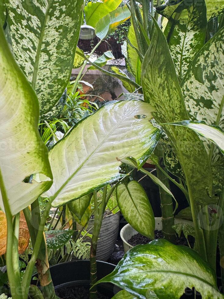 Dieffenbachia seguine plant with green leaves photo