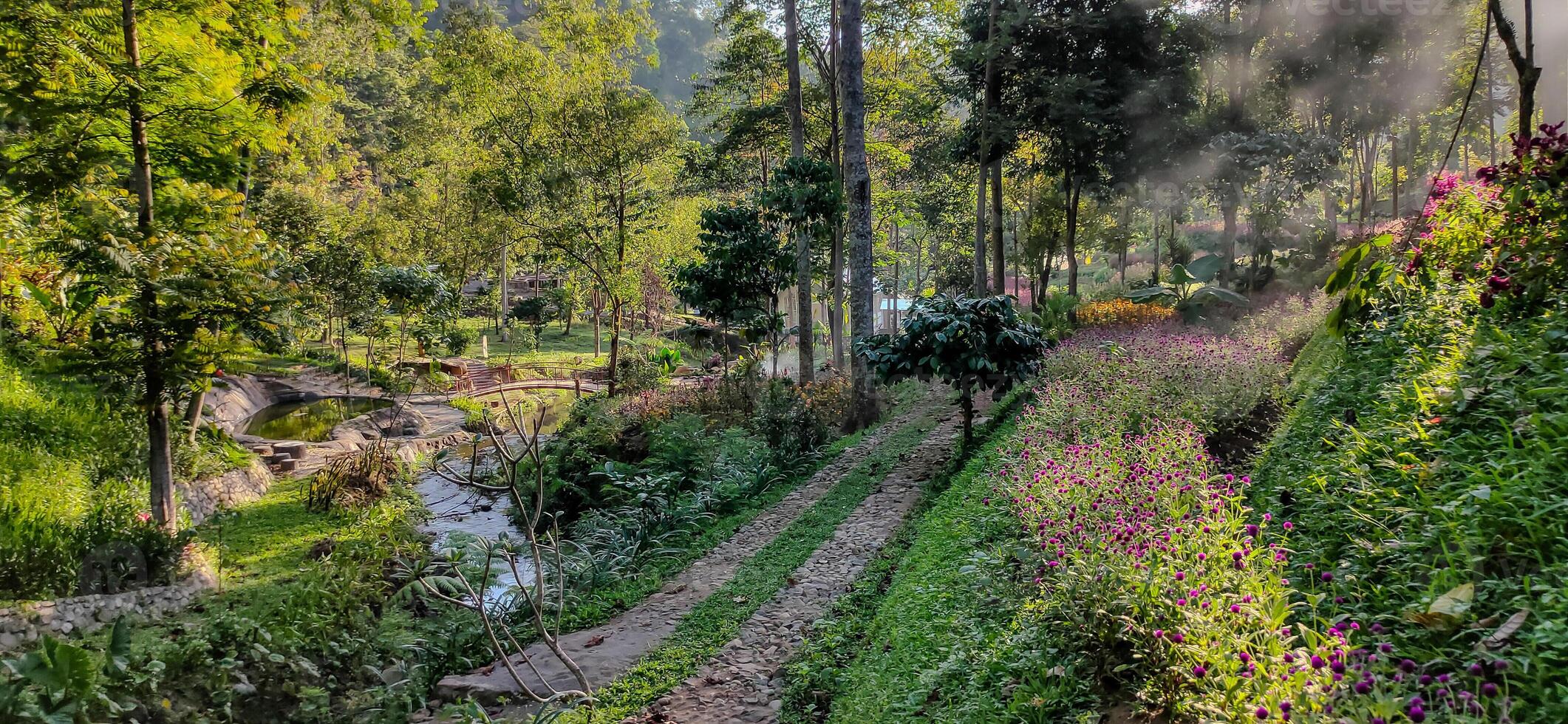 Tropical Forest in Coban Sadang, East Java, Indonesia photo