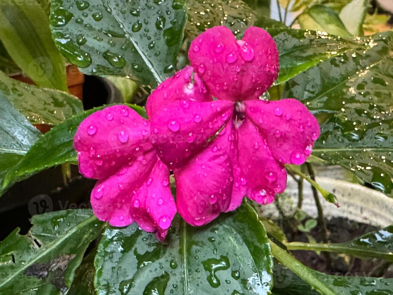 rosado flor de jardín balsamina impatiens parviflora. el imagen de un flor de un planta de el familia balsamináceas foto