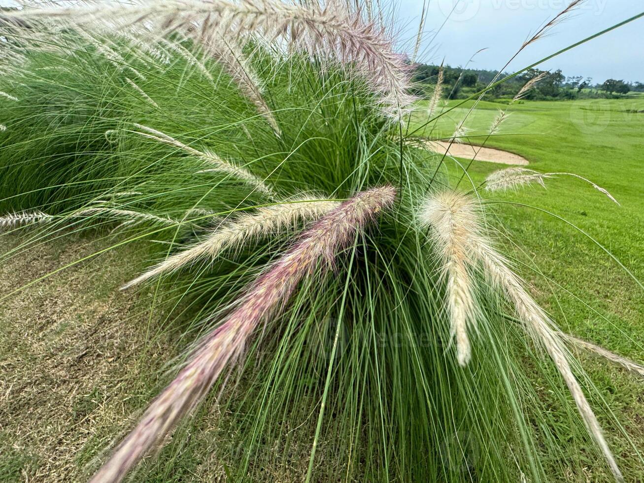 lomandra cilíndrica es un hermosa verde planta foto