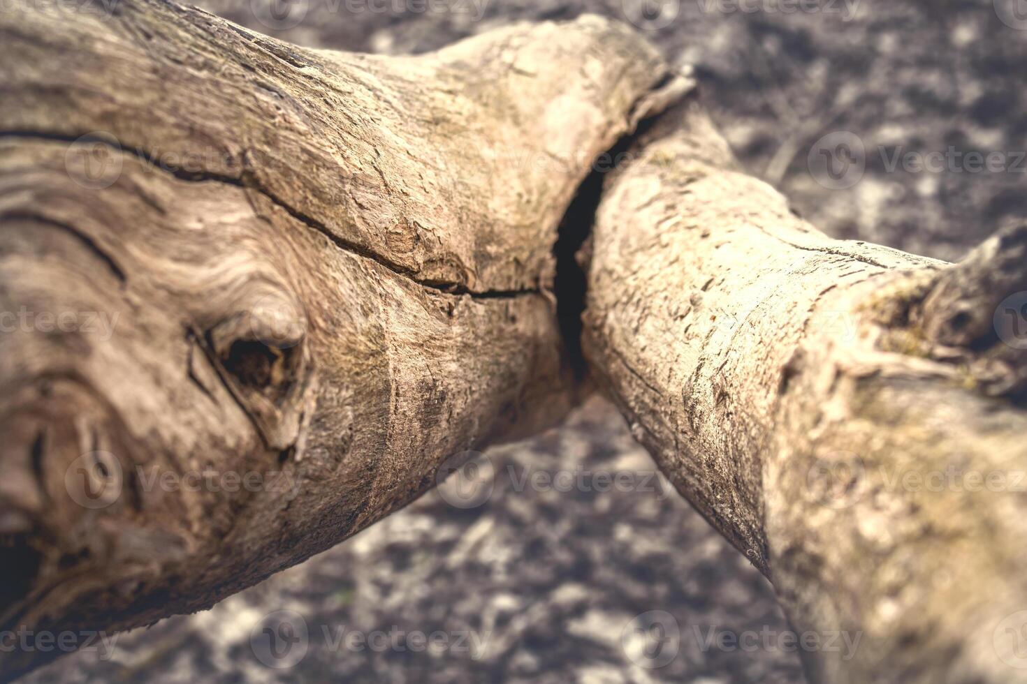 Tree trunk and branch connection top down view in forest photo