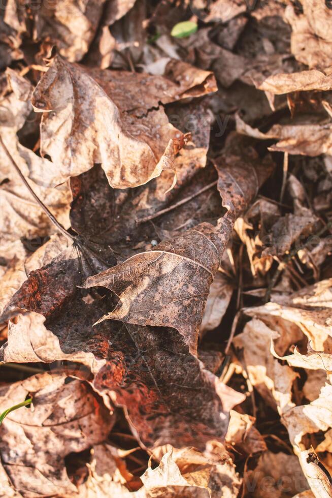 de cerca de caduco marrón hojas cubierta el suelo foto