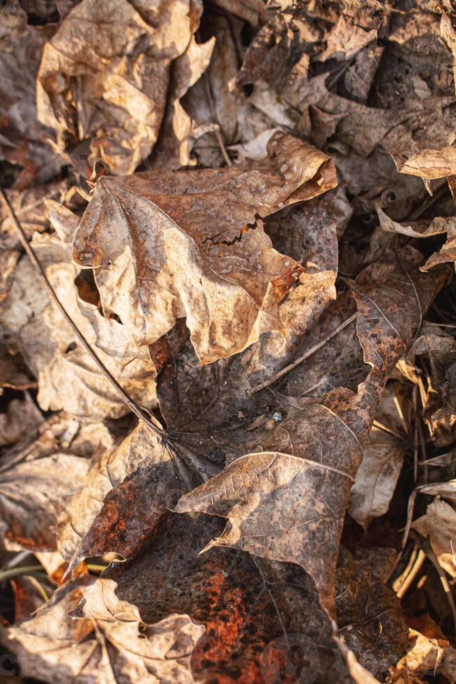 un pila de marrón hojas descansa en el tierra, cerca a un árbol maletero y base foto