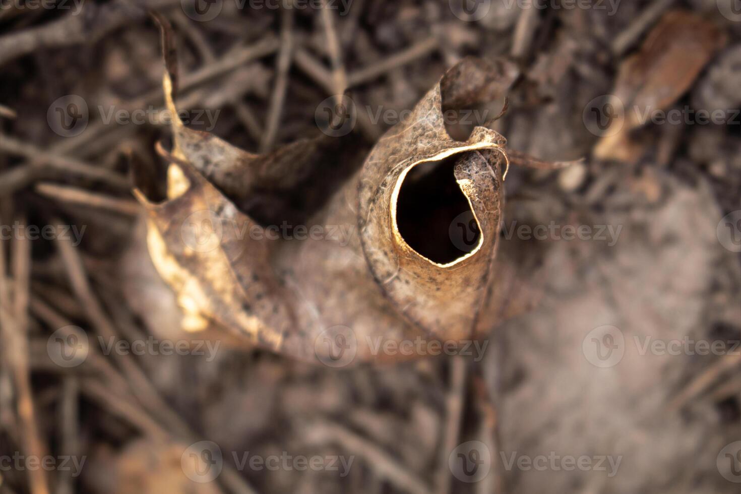 Closeup of a brown curled leaf with hole on natural forest ground top down view photo