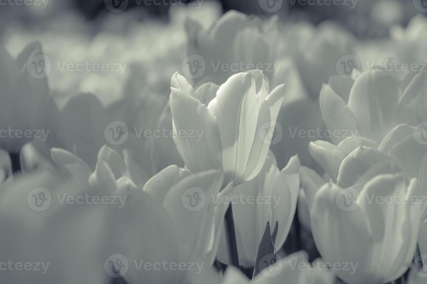 White tulips in the spring background photo. photo