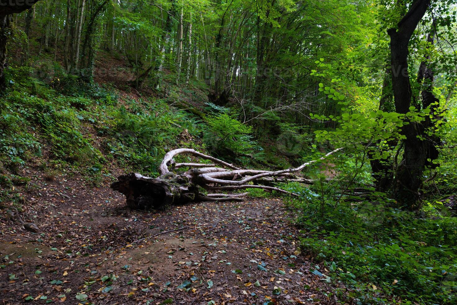 A dead tree on the forest ground. Ecosystem concept photo