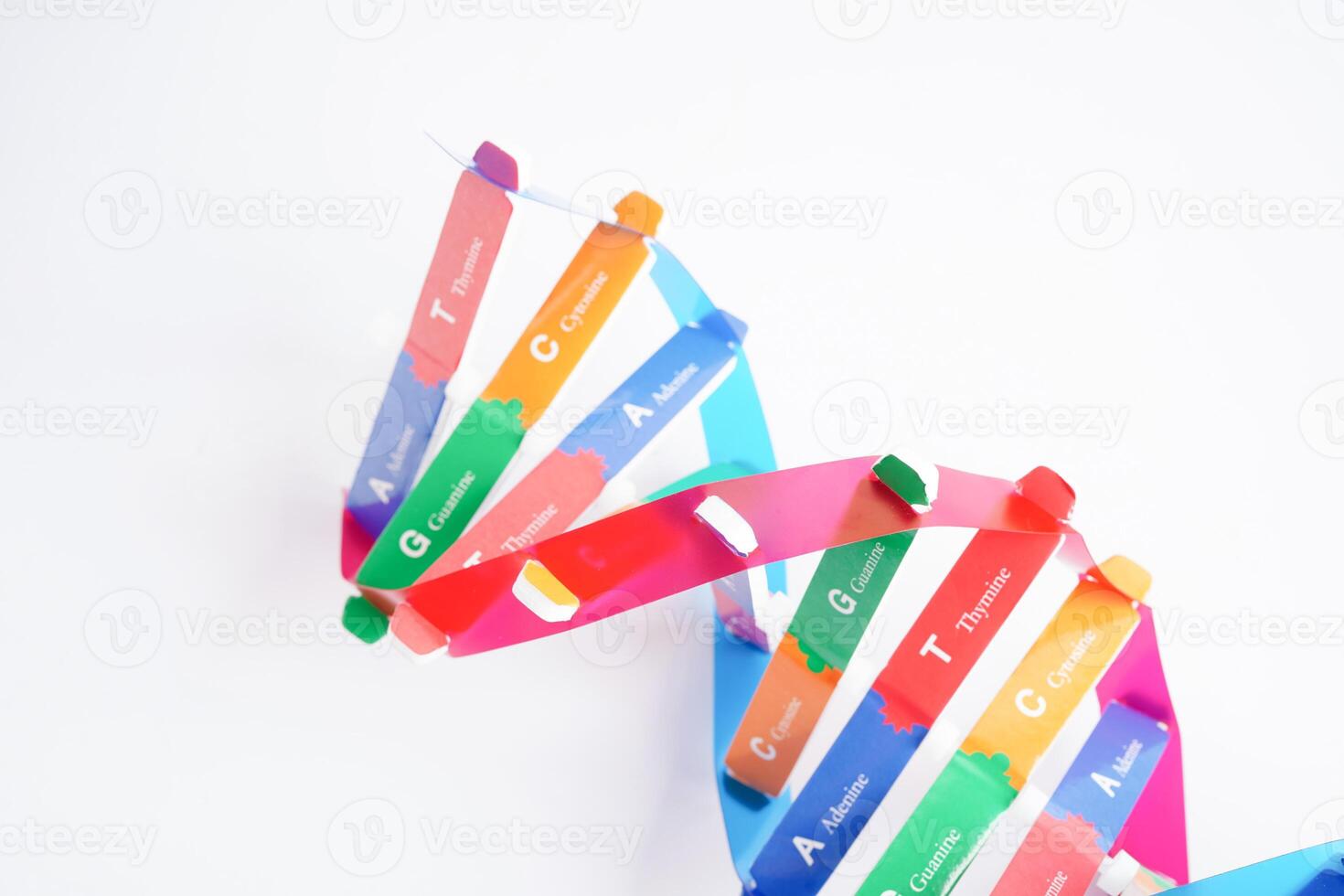 DNA molecule spiral structure model isolated on white background, chromosome and gene chemical science biology. photo