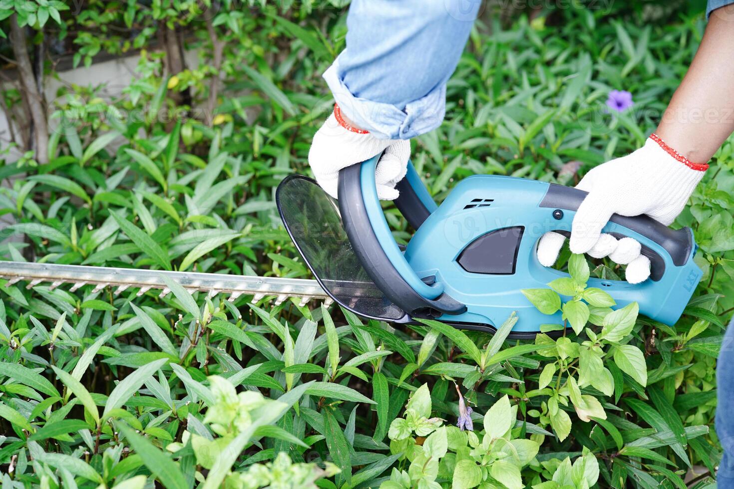 Gardener trimming bush by electric hedge clippers in garden. Hobby at home. photo