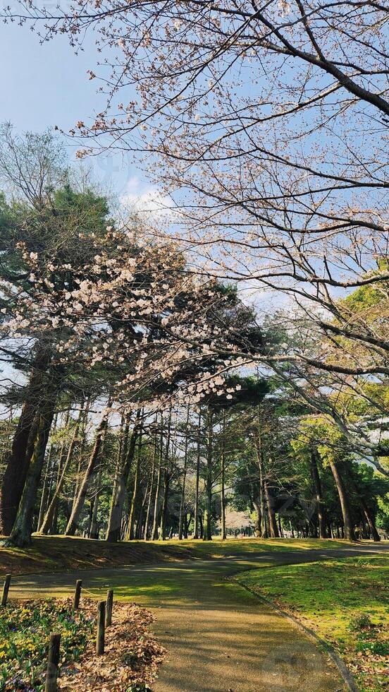 Path of of cherry blossom in Japan, Sakura, Spring background photo