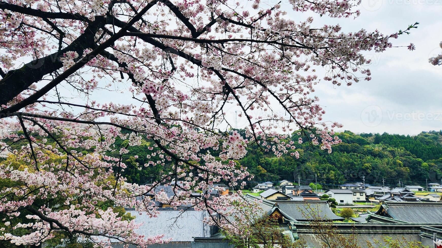 Aerial view of cherry blossom trees and Yutoku Inari shrine in Japan, Sakura, Spring background photo