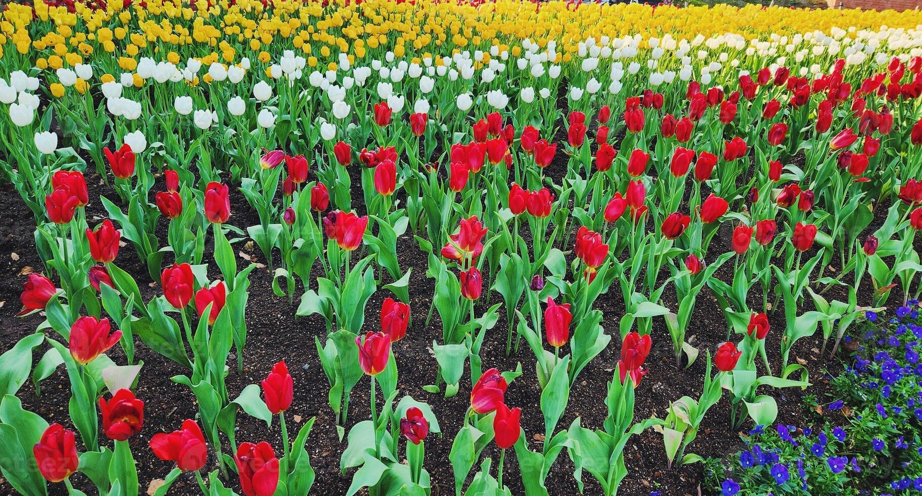 landscape of colorful tulips fields, spring, summer background photo