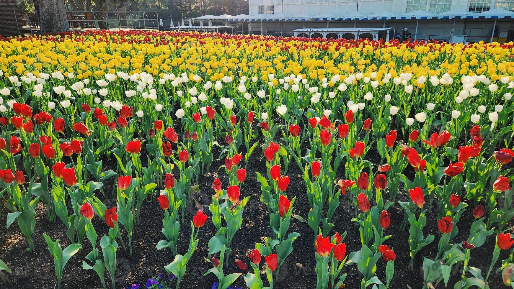 landscape of colorful tulips fields, spring, summer background photo