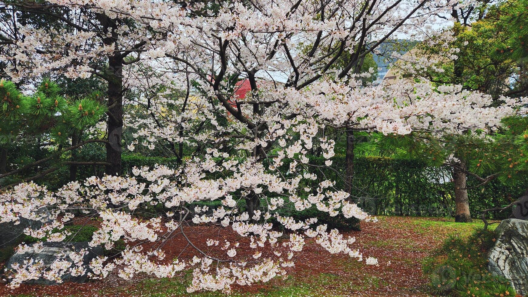 Branches of cherry blossom trees in full bloom in Japan during spring Japanese Sakura photo