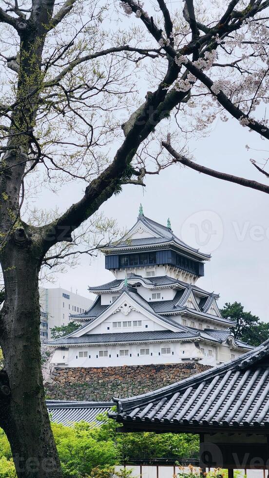 Kokura castle in Kitakyushu, Japan with cherry blossoms trees, Sakura, spring background photo