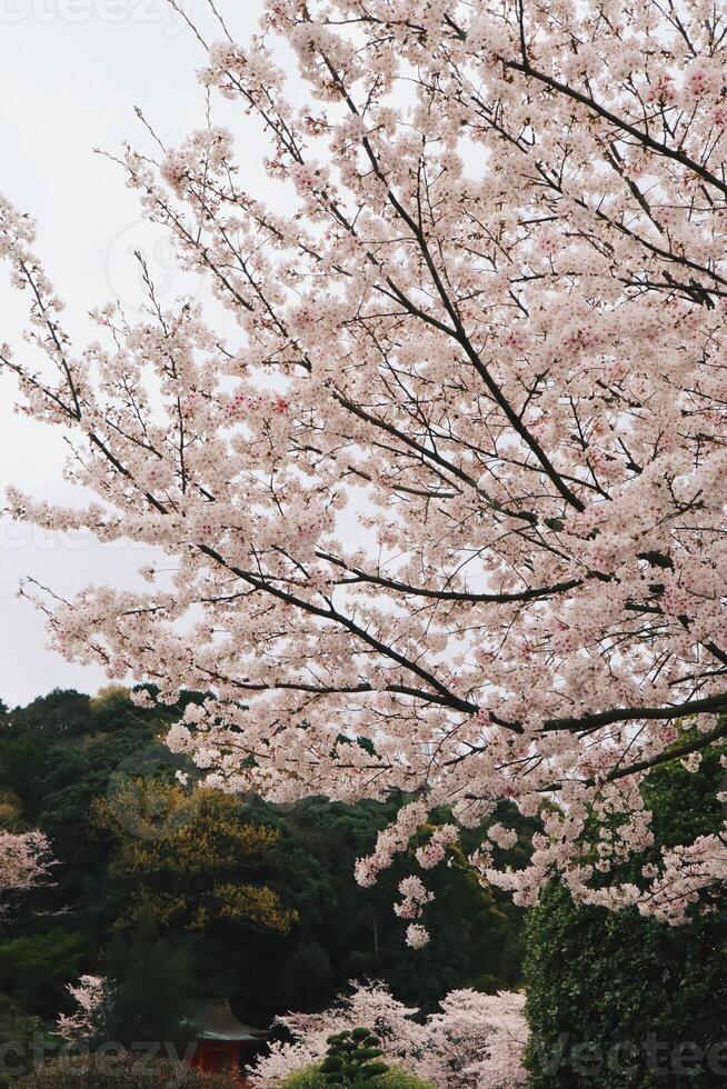Branches of cherry blossom trees in full bloom in Japan during spring Japanese Sakura photo