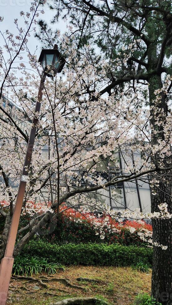 Branches of cherry blossom trees in full bloom in Japan during spring Japanese Sakura photo