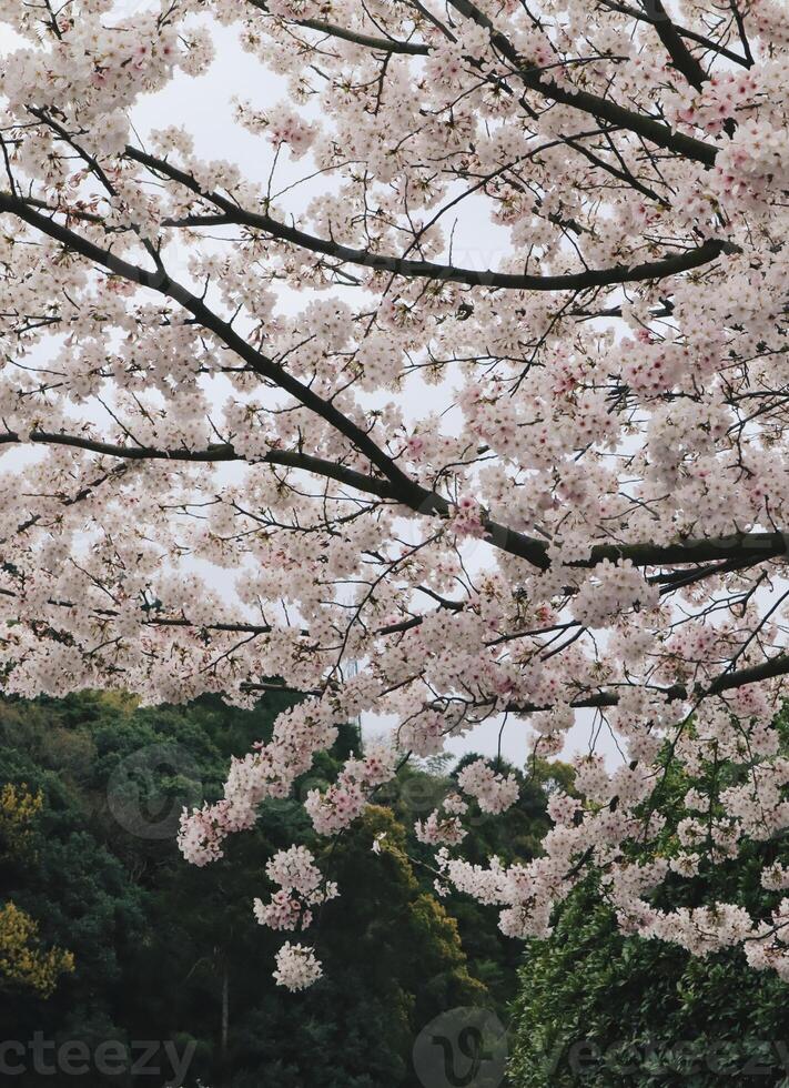 Branches of cherry blossom trees in full bloom in Japan during spring Japanese Sakura photo