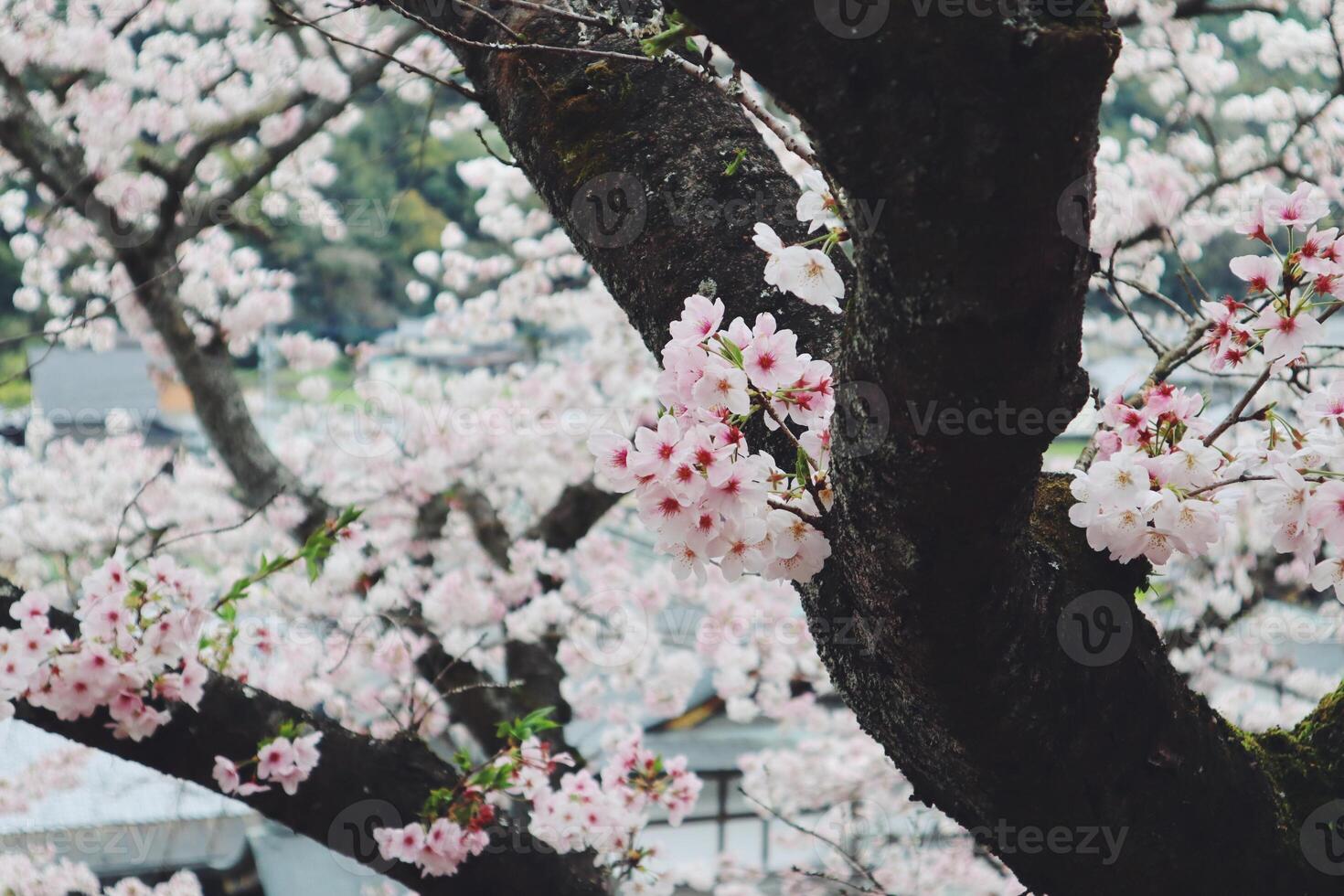 Close up of cherry blossom in full bloom in Japan during spring Japanese Sakura photo