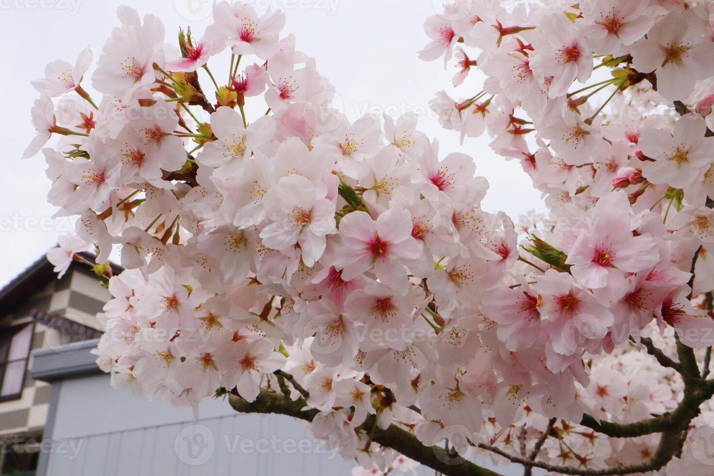 Close up of cherry blossom in full bloom in Japan during spring Japanese Sakura photo