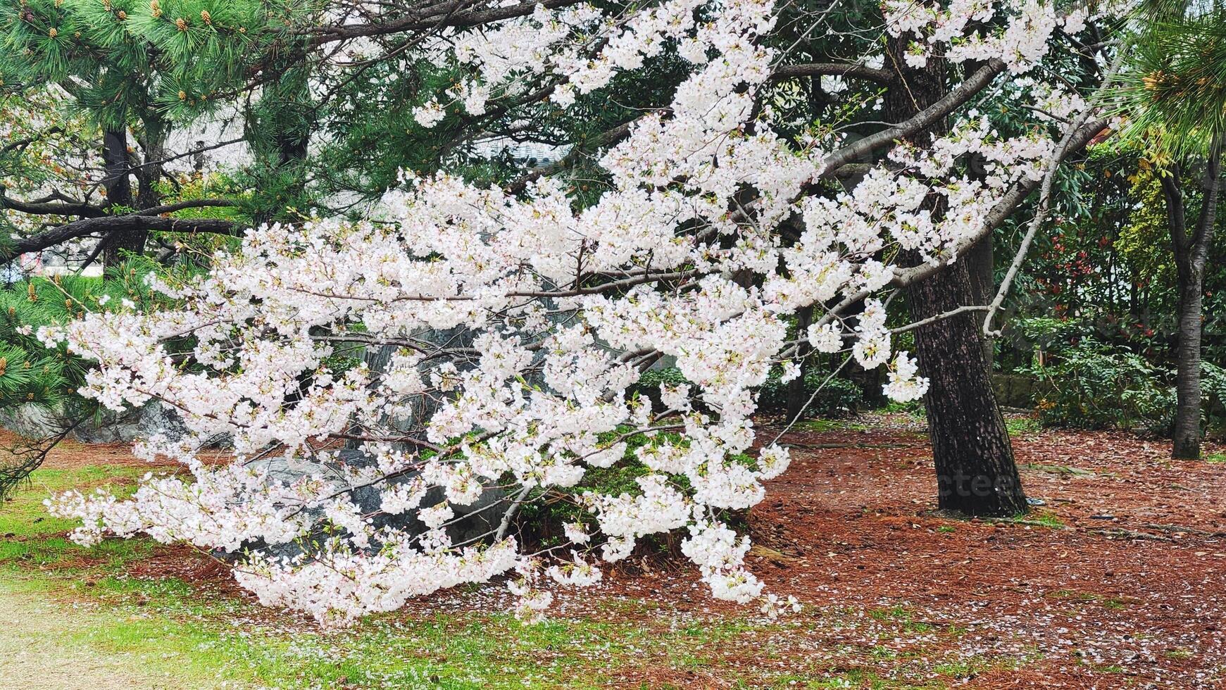 Branches of cherry blossom trees in full bloom in Japan during spring Japanese Sakura photo