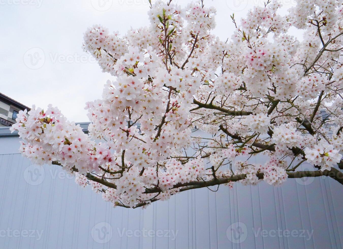 Branches of cherry blossom trees in full bloom in Japan during spring Japanese Sakura photo