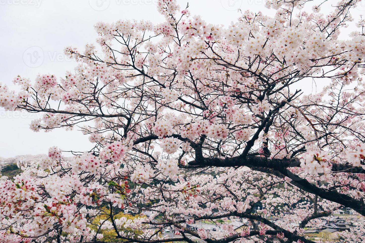 Branches of cherry blossom trees in full bloom in Japan during spring Japanese Sakura photo