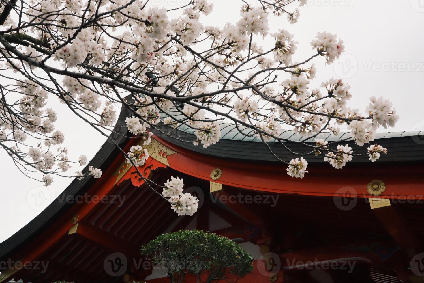 Branches of cherry blossom trees and Yutoku Inari shrine in Japan Japanese Sakura photo