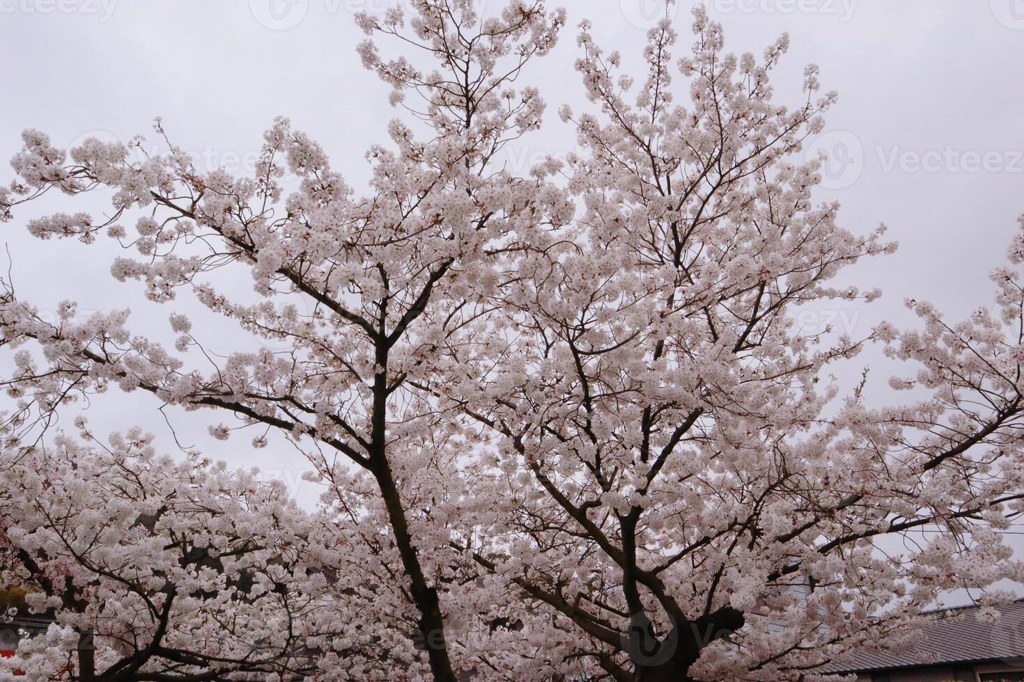 Branches of cherry blossom trees in full bloom in Japan during spring Japanese Sakura photo