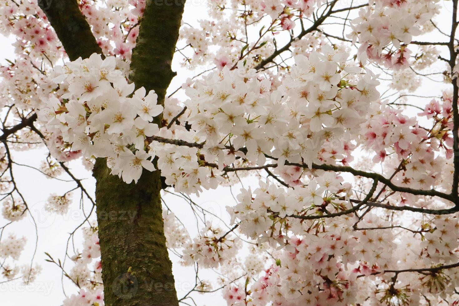 Close up of cherry blossom in full bloom in Japan during spring Japanese Sakura photo
