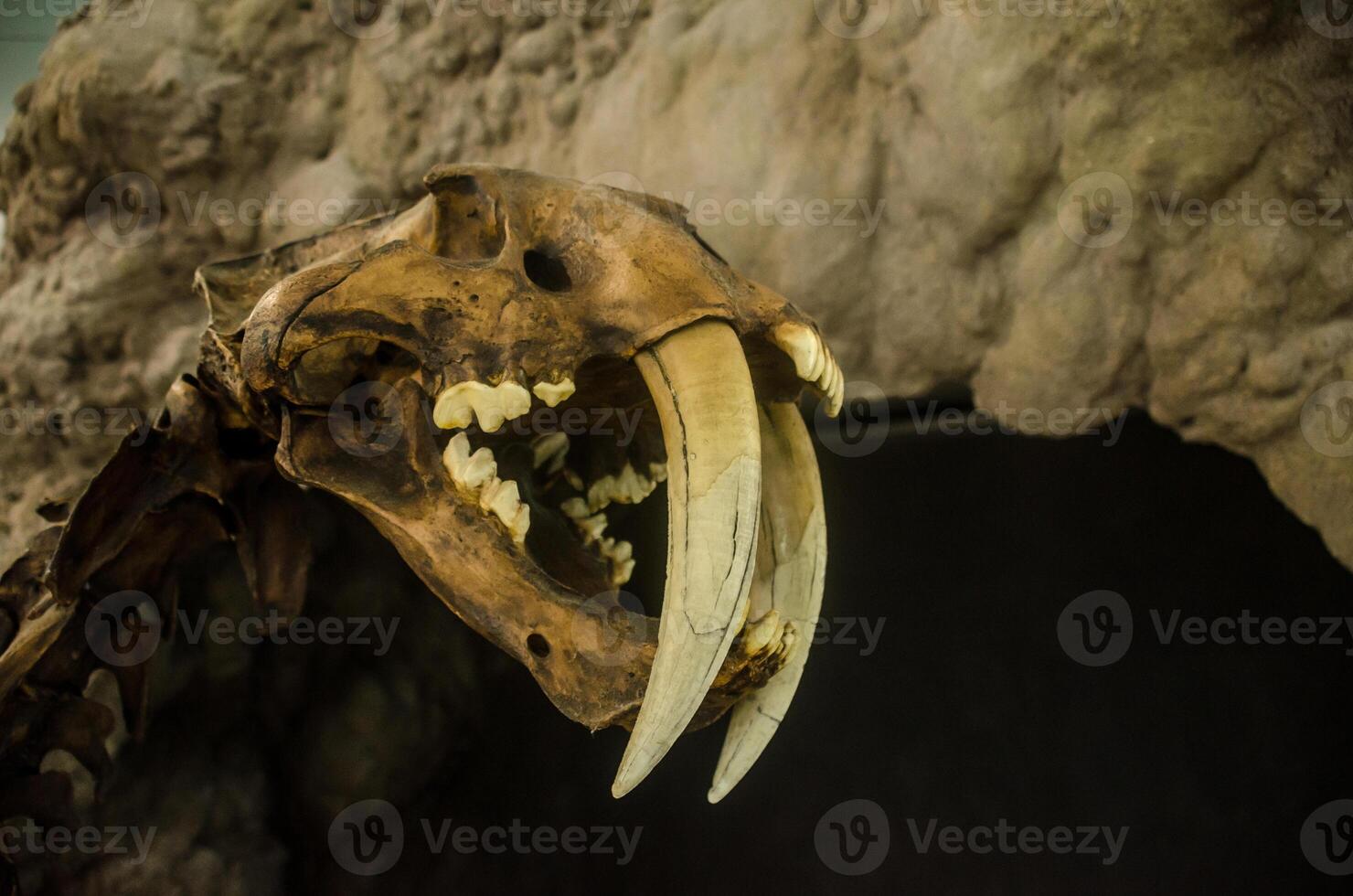 Extinct smilodon tiger FOSSIL photo