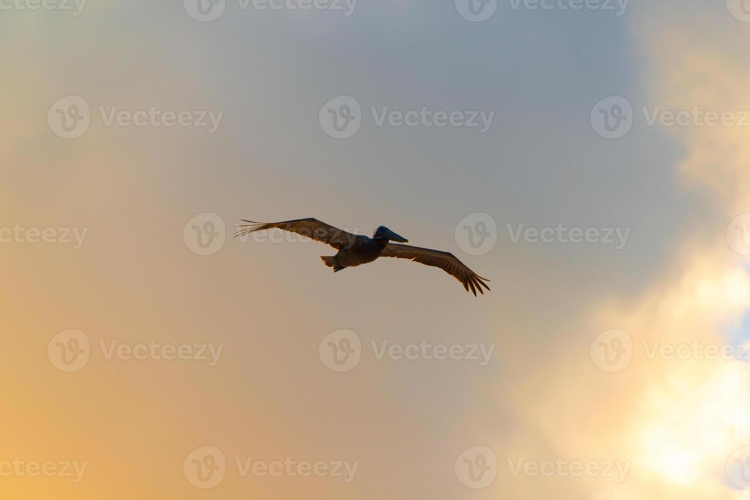 Pelican flying over the mexican caribbean sea photo